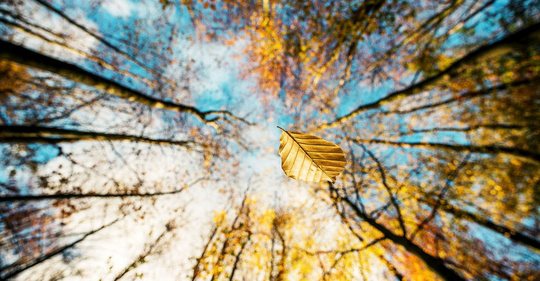 Photo of a leaf falling in the Amsterdamse Bos