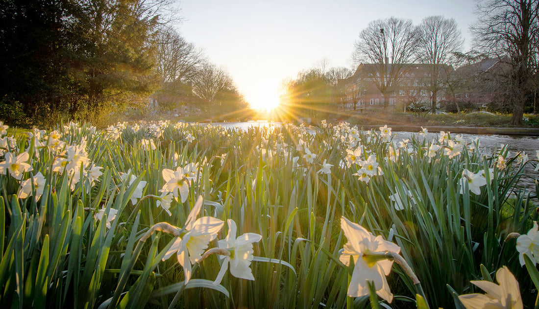 Photo of a sunrise over flowers in Beatrixpark